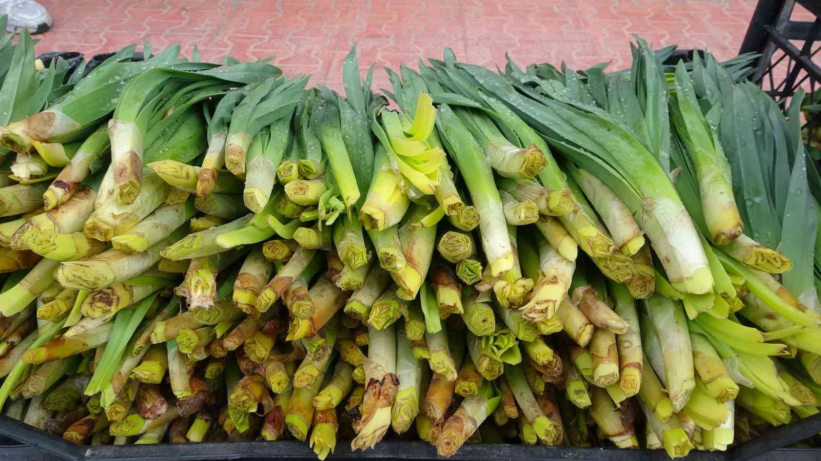 Şifa kaynağı ’Çiriş’ otu tezgahlardaki yerini aldı