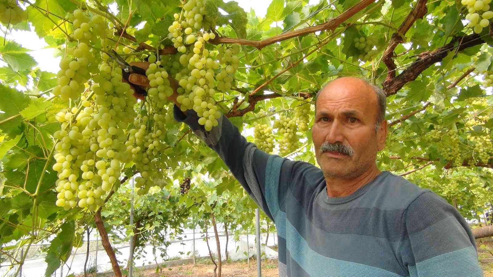 Mersin’den Dubai ve Rusya’ya üzüm