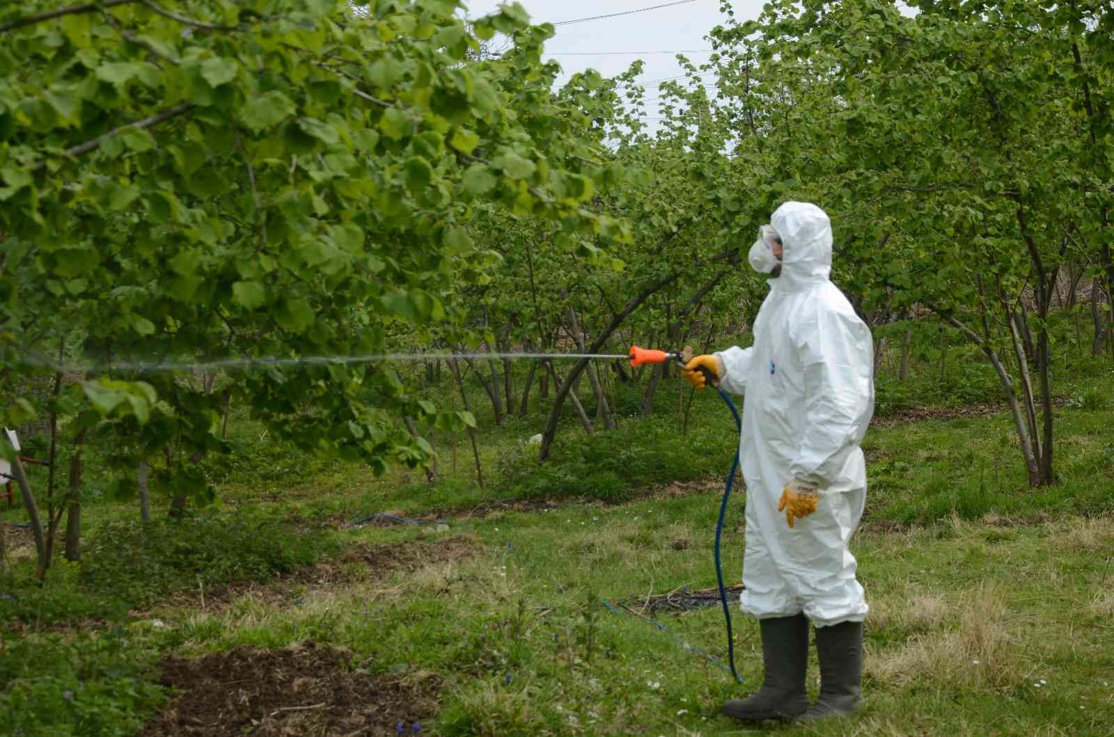 Fındıkta ’kozalak akarı’ ile mücadele başladı
