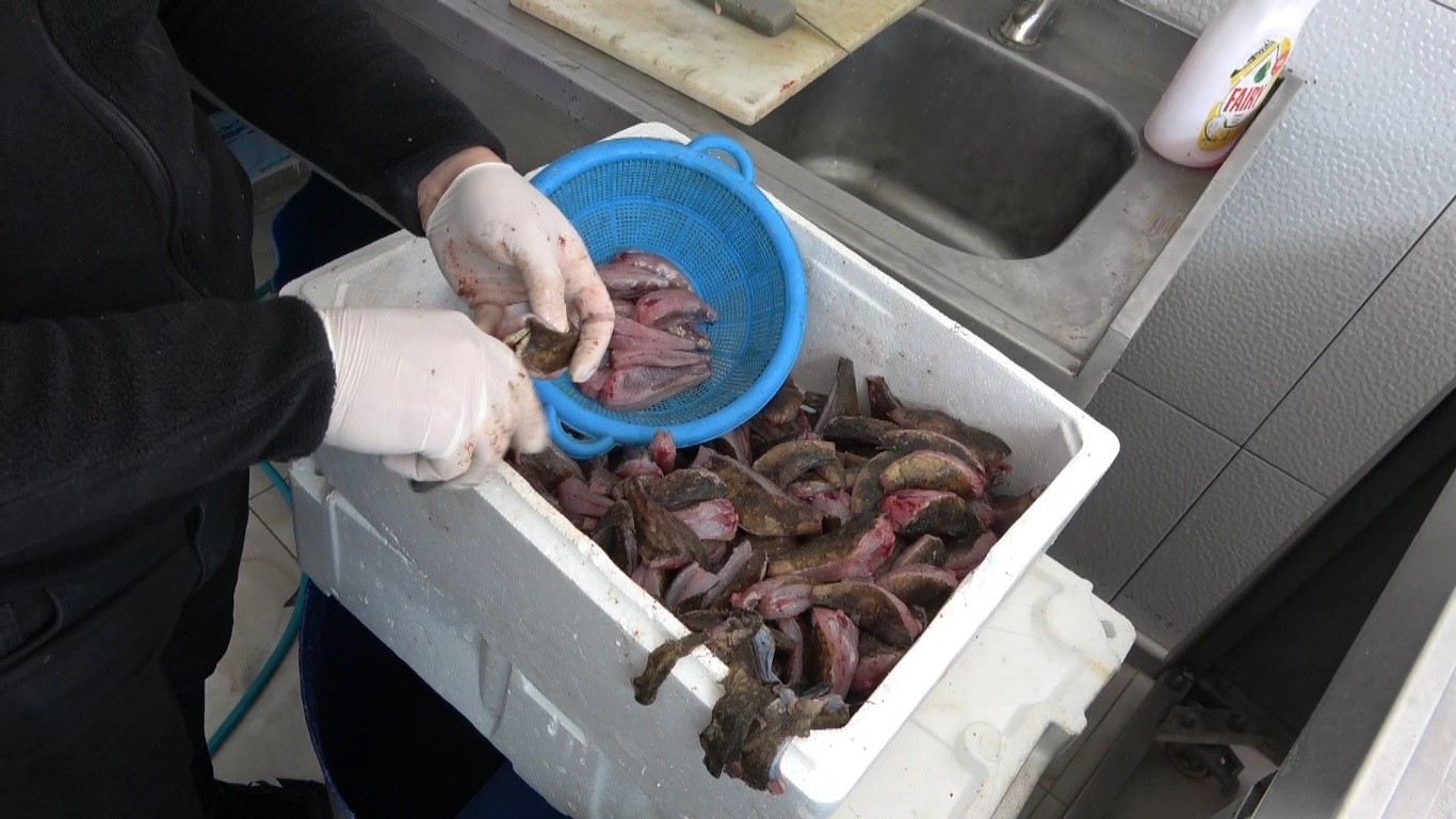 Denizin ısınmasıyla ’çarpan’ balığı kendini gösterdi