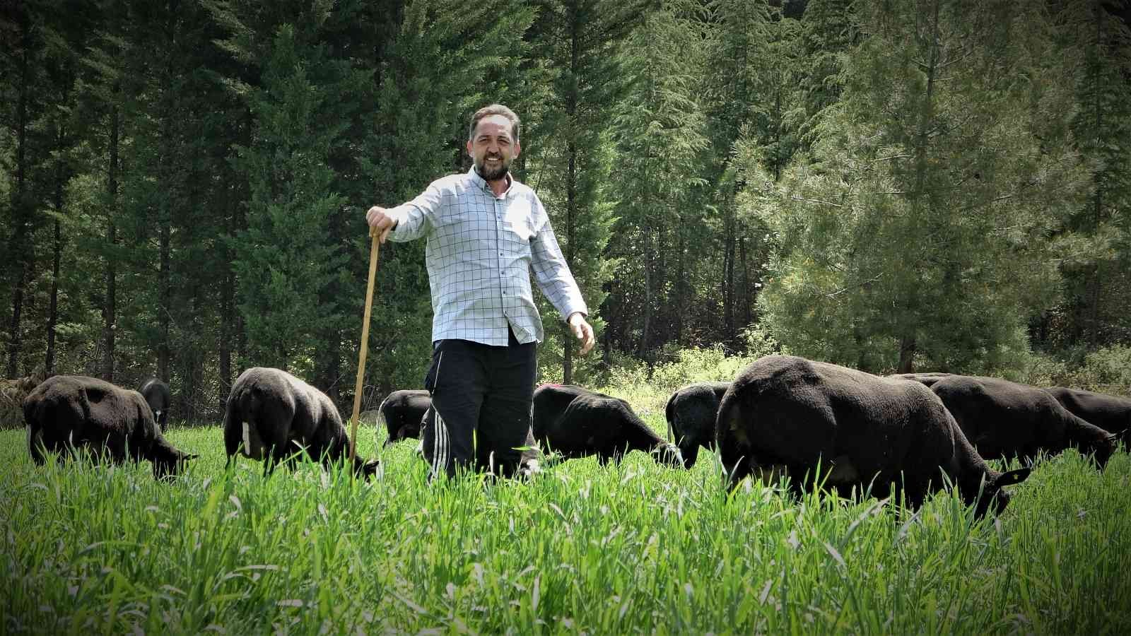 Yurt dışından getirdiği koyunlardan almak isteyenlere 10 ay sonrasına sıra veriyor