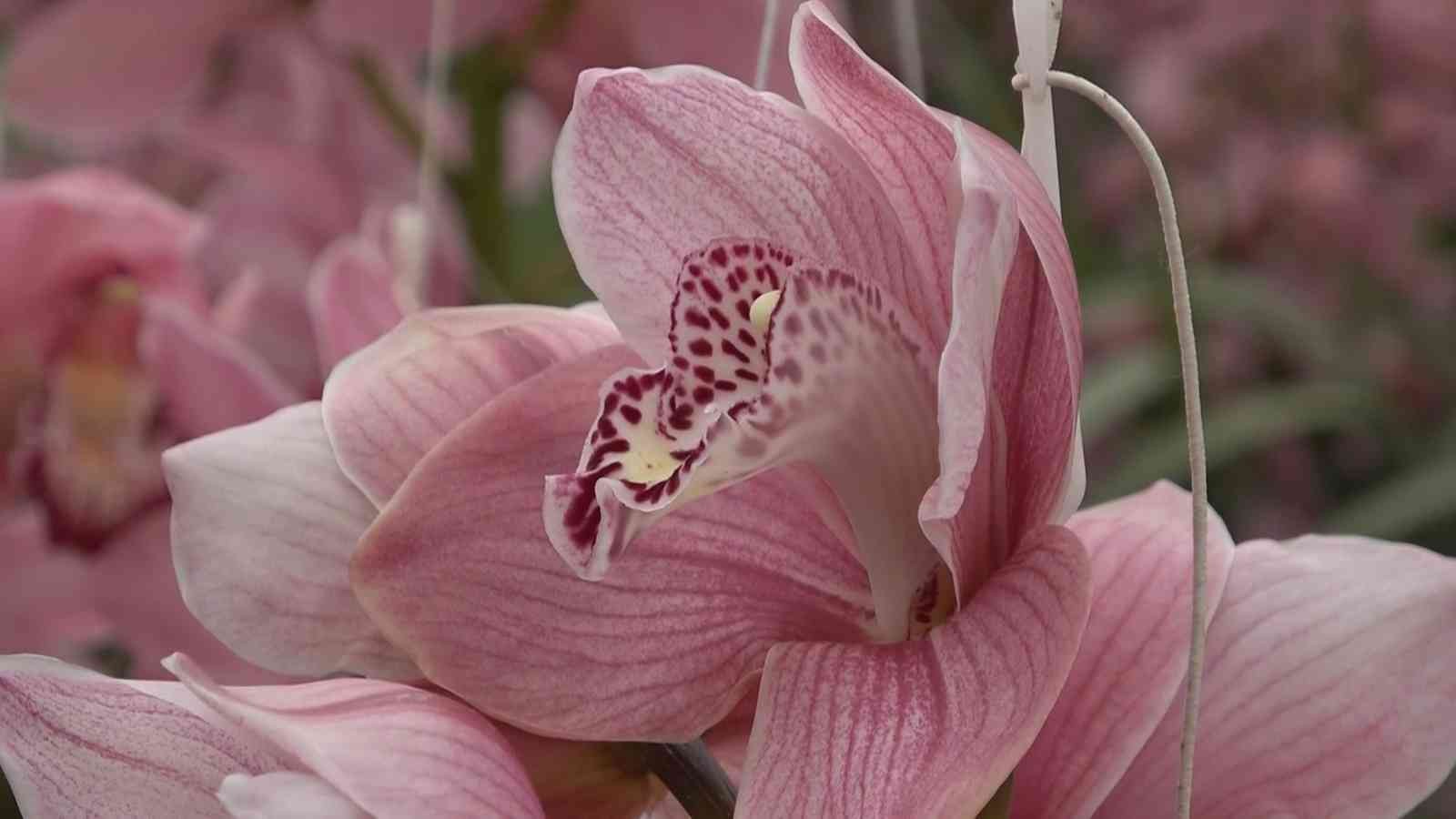 Çiçek kenti Yalova’da Anneler Günü telaşı