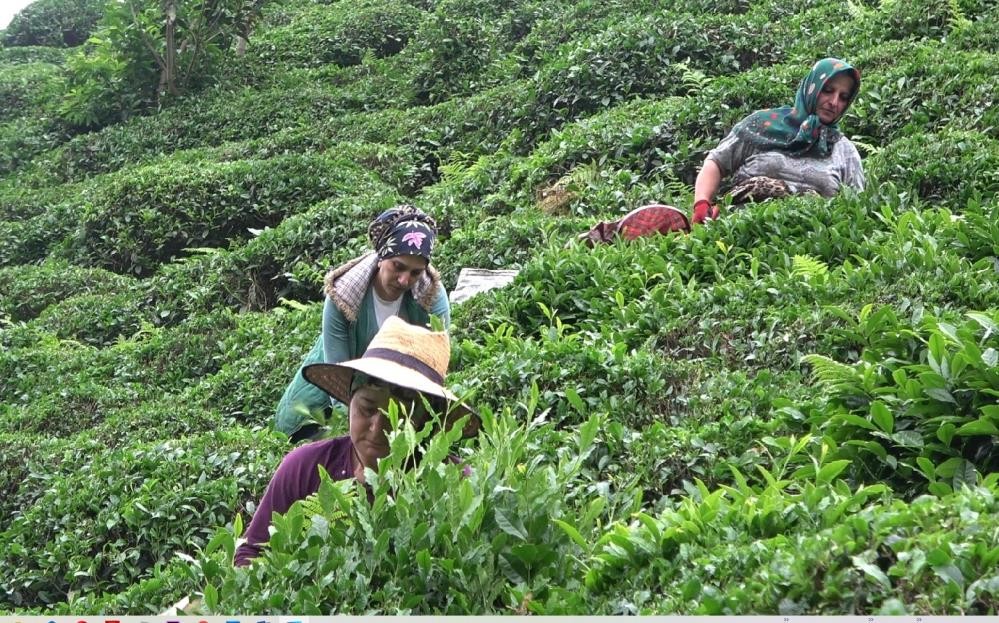 Çay müstahsilleri yaş çay sezonu için gün saymaya başladı
