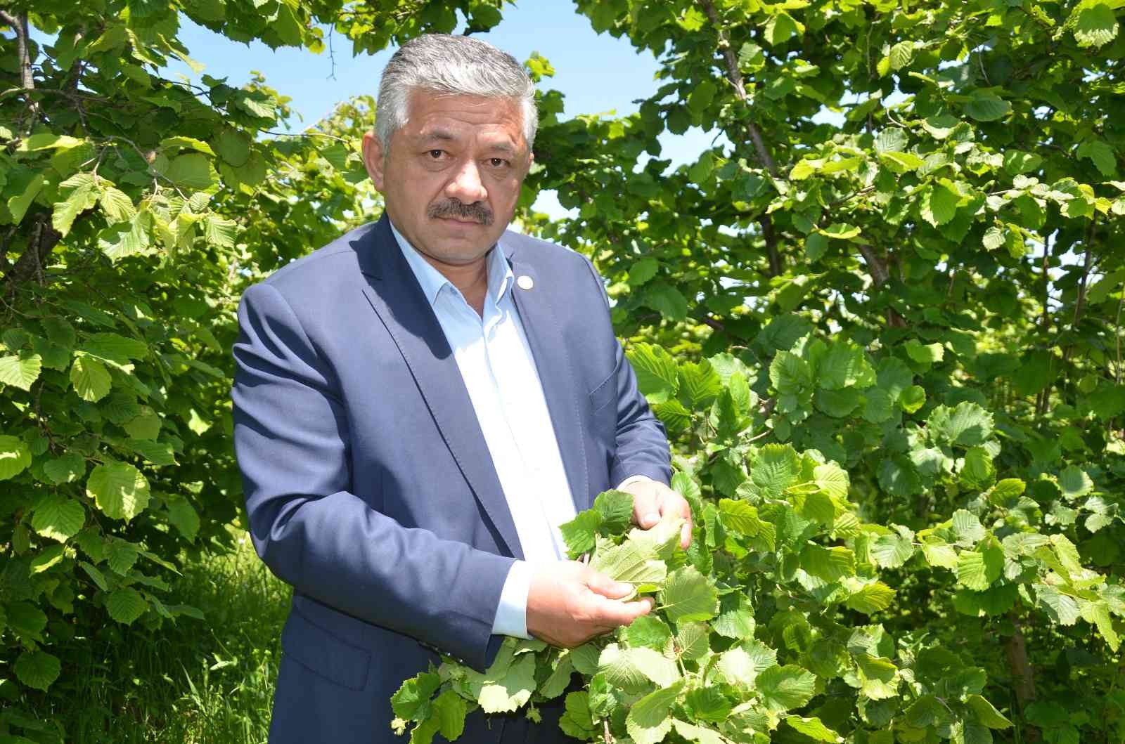 Yeni sezon fındık fiyatlarında 50 lira beklentisi