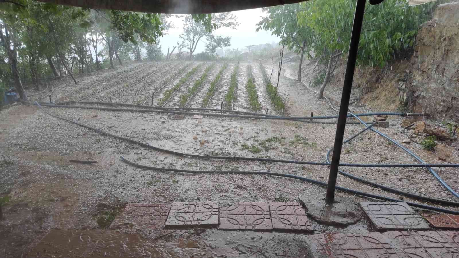 Siirt’te dolu yağışı fideleri vurdu, ekipler hasar tespit çalışması yaptı