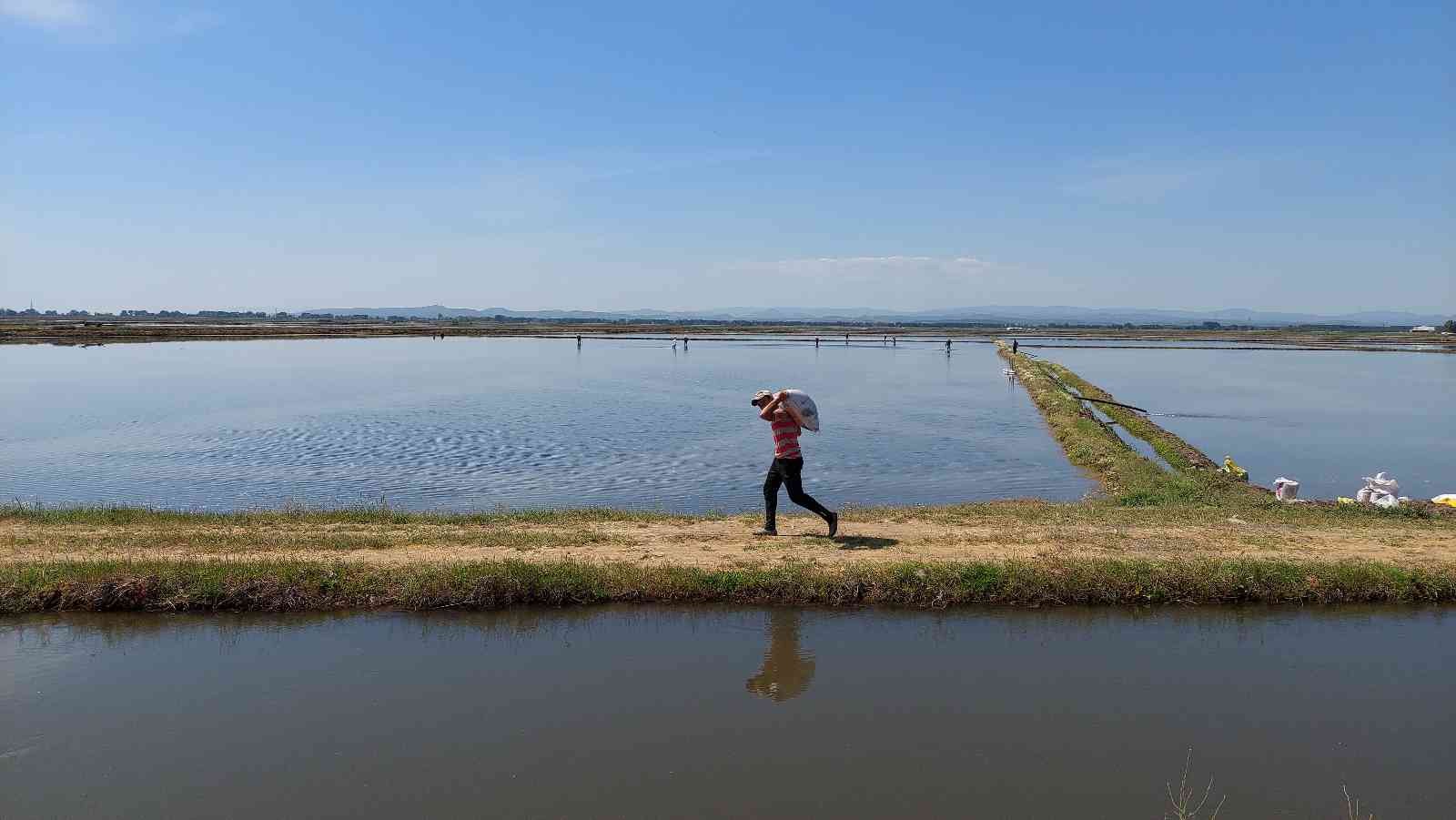Türkiye’nin çeltik ambarında ekim zamanı