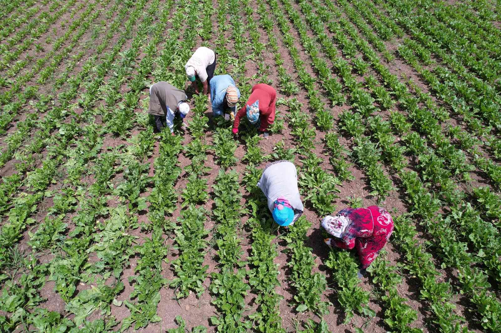Çetinkaya: "Kahramanmaraş’ın ekili arazileri arttı"