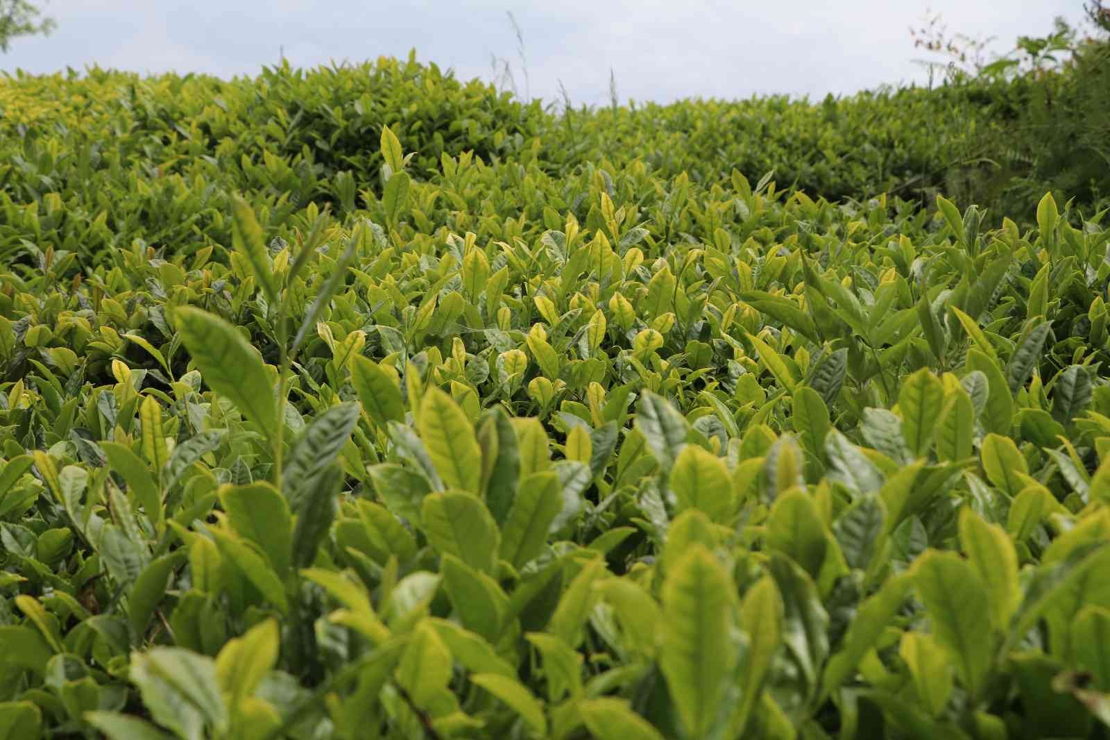 ÇAYKUR yaş çay alım kampanyasını başlattı