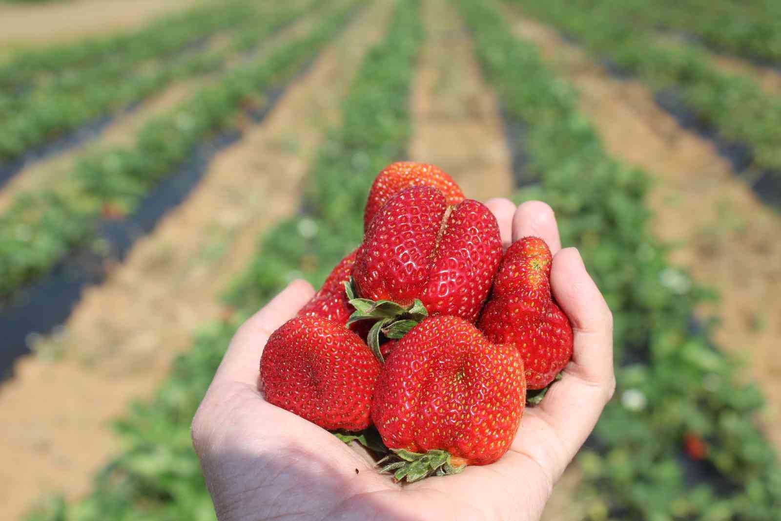 Manisa’da çilek bereketi
